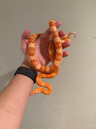 Corn snake 1