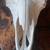 Taxidermy Buffalo skull wall decor hunting art mount camp farm house 2 thumbnail