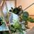 Plant Bundle — 8 Plants + Bamboo Stand + Pots 6 thumbnail