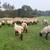Suffolk Rams (Powerful Combination of Growth and Muscle) 13 thumbnail