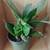 Birdnest Sansevieria House Plant #6 3 thumbnail