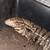 Reptiles 1 thumbnail