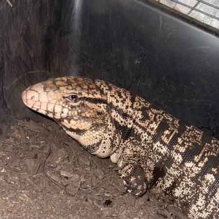 Reptiles 1