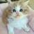 Lovely kitty 3 thumbnail