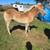 Haflinger Colt 4 thumbnail