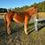 Gentle Beginner Gelding 4 thumbnail