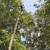 TREE SERVICE 19 thumbnail