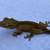 Crested geckos 7 thumbnail