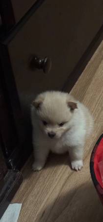 Pomerania (Los Ángeles)63865302131203120