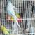 Young english parakeets 1 thumbnail