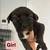Pitsky puppies 5 thumbnail