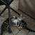 Rehoming Kittens 3 thumbnail