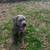 Cane corsos 1 thumbnail