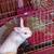 White rabbit 2 thumbnail