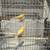 Canaries 3 thumbnail