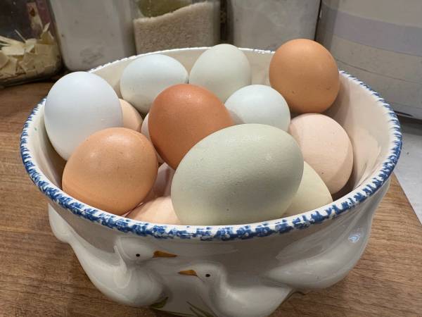 Eggs 1