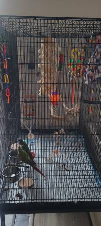 green cheek/pineapple conure pair (elk grove)63848875098371120