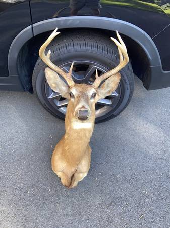 DEER HEAD WALL MOUNT 1