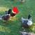 2 Ducks For Sale 9 thumbnail
