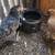Isbar silverudd pullets, olive egger cochin pullets 12 thumbnail