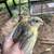 Canaries 2 thumbnail
