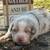 Australian shepherds 8 thumbnail