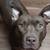 Sweet girl dog to good home 3 thumbnail