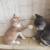 Kittens 9 thumbnail