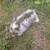 Cute Bunnies 2 thumbnail
