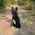 Lost border collie/kelpie 2 thumbnail