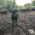 Bred cows 15 thumbnail