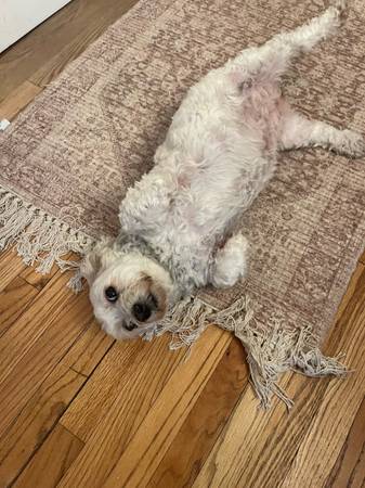 Small maltese mix looking for new familiy (San Jose)63941740322179122