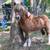 Horseback Riding Lessons 7 thumbnail