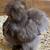 Silkie hatching eggs 2 thumbnail