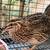 Jumbo quail 8 thumbnail