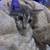 Kitten 1 thumbnail