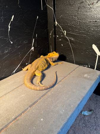 Bearded dragon yellow 1