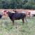 Corriente cows 19 thumbnail