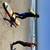SURF LESSONS & COACHING - $75 2 thumbnail
