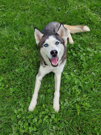 Gorgeous Siberian Husky (girl) Needs Forever Home63844233974913120