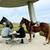 Anyone can ride Draft cross Gelding 11 thumbnail