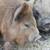 Kune Kune Piglets 2 thumbnail