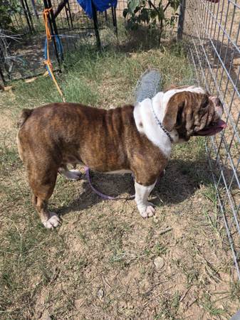 English Bulldog 1