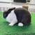 Dutch Bunny Rabbits (Pedigreed)-Blue 5 thumbnail