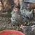 Chickens 1 thumbnail