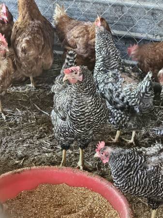 Chickens 1