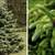 Looking for Pine trees, Blue Spruce , Douglas Fir 1 thumbnail