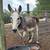 Jack Donkey 1 thumbnail