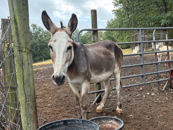 Jack Donkey 1