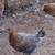 Gamefowl 8 thumbnail